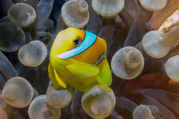 Red Sea Anemonefish Amphiprion Bicinctus Egyptě — Stock fotografie