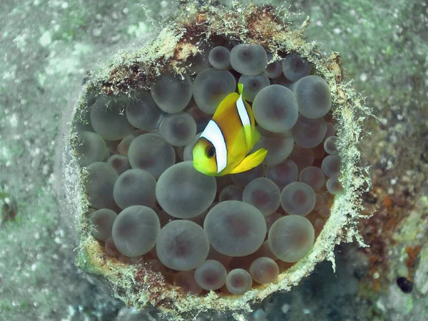 Μια Ερυθρά Θάλασσα Anemonefish Amphiprion Bicinctus Στην Αίγυπτο — Φωτογραφία Αρχείου