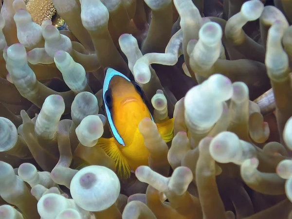 Ein Anemonenfisch Amphiprion Bicinctus Roten Meer Ägypten — Stockfoto