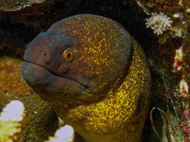Kızıl Deniz, Mısır 'da Sarı kenarlı bir Moray (Gymnothorax flavimarginatus)      