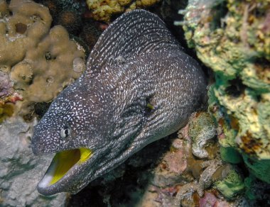 Sarı Ağız Moray (Gymnothorax nudivomer) Kızıl Deniz, Mısır 'da
