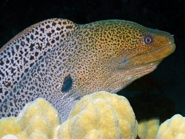 Kızıl Deniz 'de bir Dev Moray Yılanbalığı (Gymnothorax javanicus)