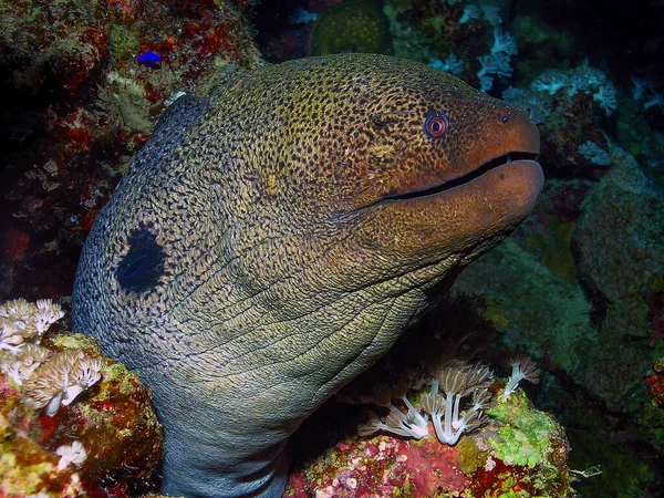 Kızıl Deniz Bir Dev Moray Yılanbalığı Gymnothorax Javanicus — Stok fotoğraf