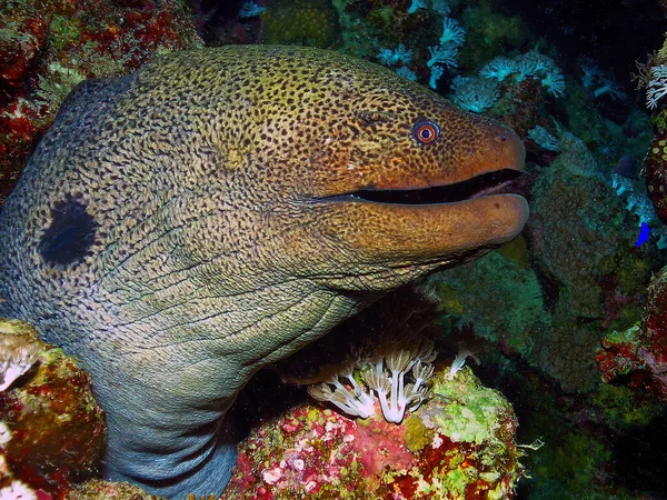 Giant Moray Eel Gymnothorax Javanicus Rudém Moři — Stock fotografie