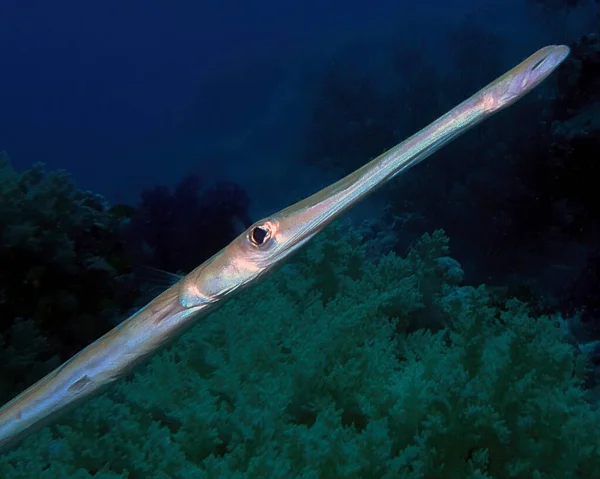 Bluespotted Cornetfish Fistularia Commersonii Rudém Moři Egypt — Stock fotografie