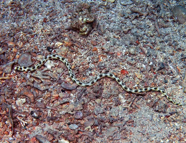 エジプトの紅海で発見されたヘビのウナギ オフィコス — ストック写真