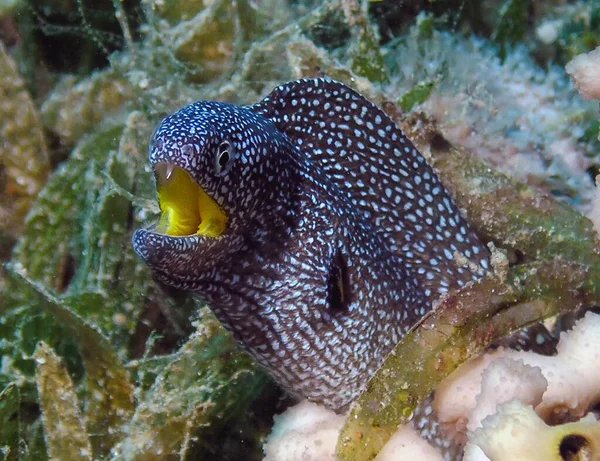 Yellowmouth Moray Gymnothorax Nudivomer Nel Mar Rosso Egitto — Foto Stock