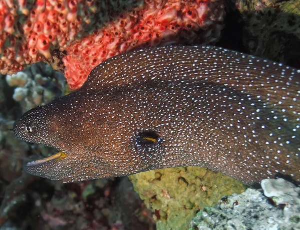 Moray Boca Amarilla Gymnothorax Nudivomer Mar Rojo Egipto — Foto de Stock