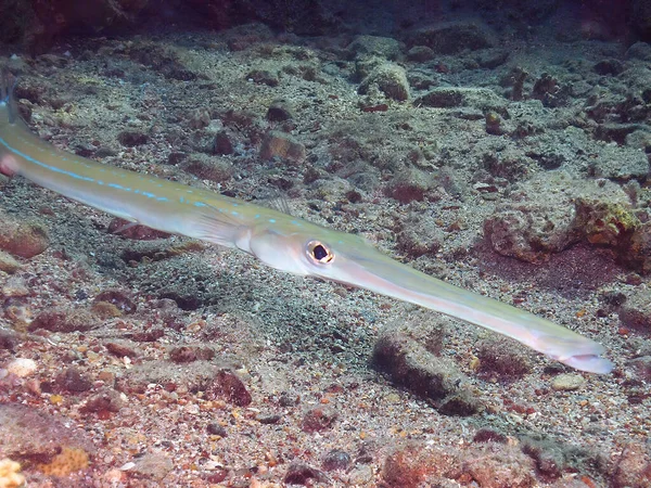 Kızıldeniz Mısır Bluespotted Cornetfish Fistularia Ticsonii — Stok fotoğraf