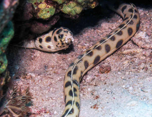 Een Gevlekte Slangenaal Ophichthus Ophis Rode Zee Egypte — Stockfoto