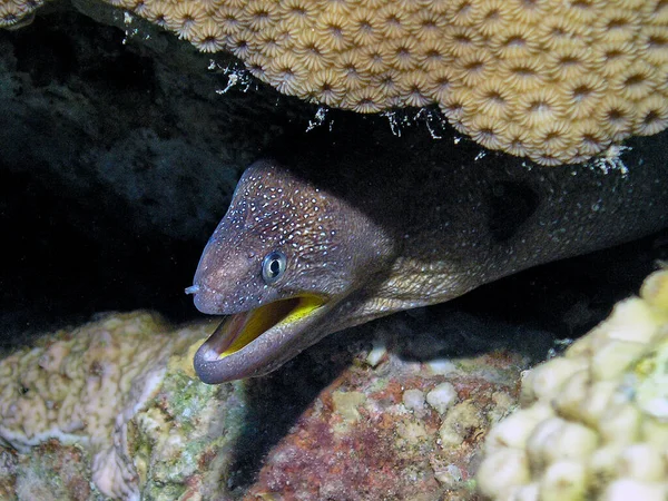 Yellowmouth Moray Gymnothorax Nudivomer Röda Havet Egypten — Stockfoto