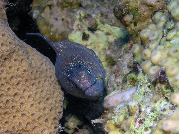 Żółtodziób Moray Gymnothorax Nudivomer Morzu Czerwonym Egipt — Zdjęcie stockowe