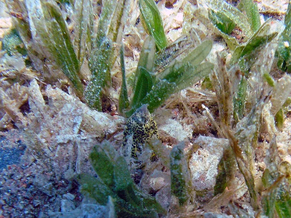 Mramorovaný Had Callechelys Marmoratus Rudém Moři Egypt — Stock fotografie