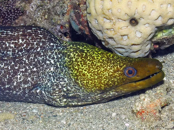 埃及红海中的一条清澈的莫莱鳗鱼 Gymnothorax Undulatus — 图库照片