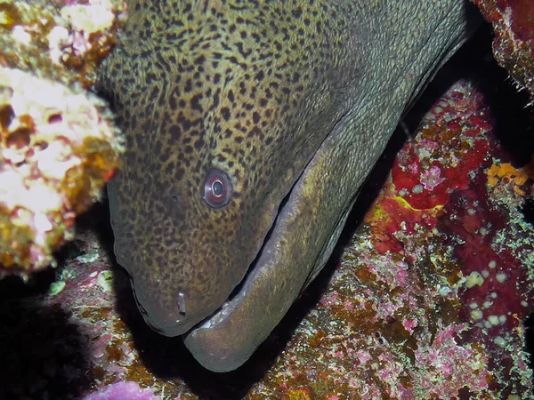 Węgorz Olbrzymi Gymnothorax Javanicus Morzu Czerwonym — Zdjęcie stockowe