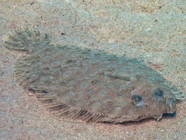 Kızıl Deniz, Mısır 'da bir Leopar Dili (Bothus pantherinus)     