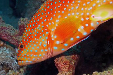 Kızıl Deniz, Mısır 'da bir Mercan Grupçusu (Cephalopholis miniata)         
