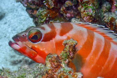 Kızıl Deniz 'de bir Blacktip Grouper (Epinephelus fasciatus), Mısır