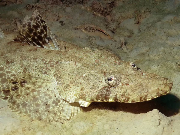 Seekor Crocodilefish Papilloculiceps Longiceps Laut Merah — Stok Foto