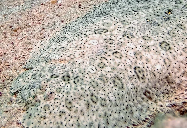 Moisés Sole Pardachirus Marmoratus Mar Vermelho Egito — Fotografia de Stock