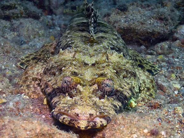 紅海のクロコダイル類 Papilloculiceps Longiceps — ストック写真