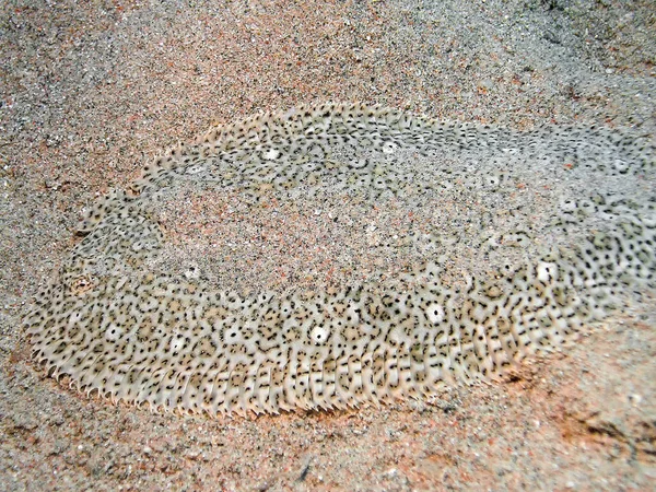 Moses Sole Pardachirus Marmoratus Det Røde Hav Egypten - Stock-foto