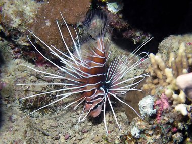 Kızıl Deniz 'de Clearfin Aslan Balığı (Pterois radiata)