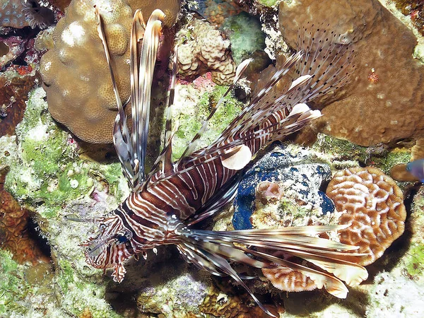 Ryba Pospolita Pterois Volitans Morzu Czerwonym — Zdjęcie stockowe