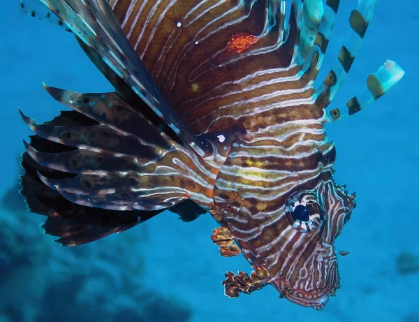 Lionfish Comum Pterois Volitans Mar Vermelho — Fotografia de Stock