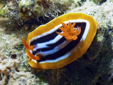 Kızıl Deniz 'de bir pijama çıplaklığı (Kromodoris Dörtgeni)