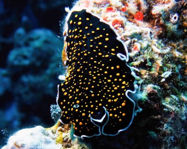 Kızıl Deniz 'de altın benekli bir kurt (Thysanozoon nigropapillosum)