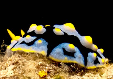 Kızıl Deniz, Mısır 'da Varisli Siğilli Sümüklüböcek (Phyllidia Varicosa)