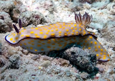 Kızıl Deniz 'de Sevimli Risbecia (Risbecia pulchella) çıplaklığı