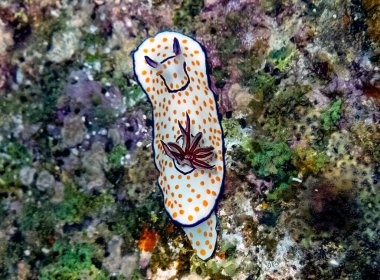 A Cute Risbecia (Risbecia pulchella) nudibranch in the Red Sea clipart