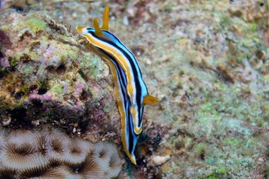 Kızıl Deniz 'de bir pijama çıplaklığı (Kromodoris Dörtgeni)