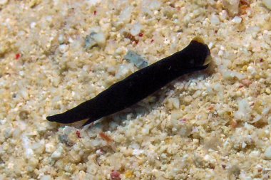 Kızıl Deniz, Mısır 'da bir Sarı Dudak Chelidonura (Chelidonura flavolabata)