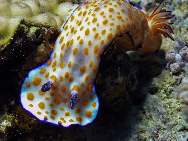 Roztomilý Risbecia Risbecia Pulchella Nudibranch Rudém Moři — Stock fotografie