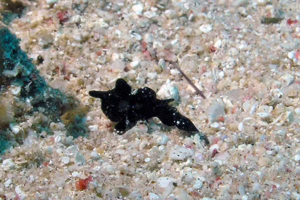 Svart Dendrodoris Dendrodoris Nigra Röda Havet Egypten — Stockfoto