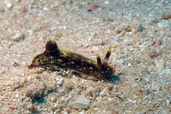 Seorang Jorunna Dorid Nudibranch Laut Merah Mesir — Stok Foto