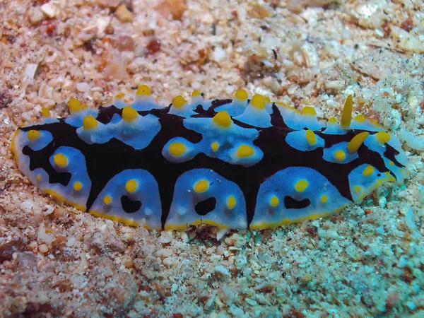 Varicose Wart Slug Phyllidia Varicosa Röda Havet Egypten — Stockfoto