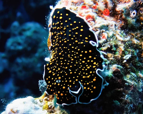 Kızıl Deniz 'de altın benekli bir kurt (Thysanozoon nigropapillosum)