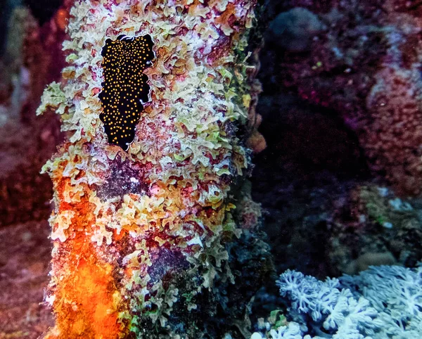 Gold Spotted Flatworm Thysanozoon Nigropapillosum Red Sea — Stock Photo, Image