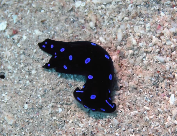 Kızıl Deniz Chelidonura (Chelidonura livida) Kızıl Deniz, Mısır
