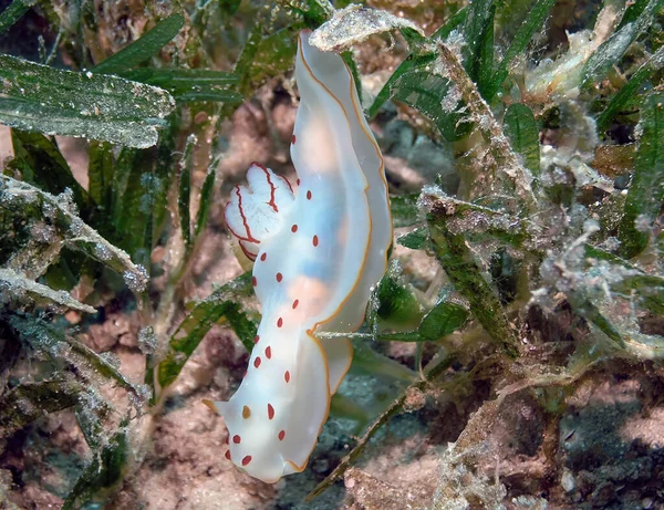 Ceilão Gymnodoris Gymnodoris Ceylonica Mar Vermelho Egito — Fotografia de Stock