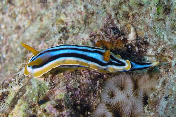 Kızıl Deniz 'de bir pijama çıplaklığı (Kromodoris Dörtgeni)