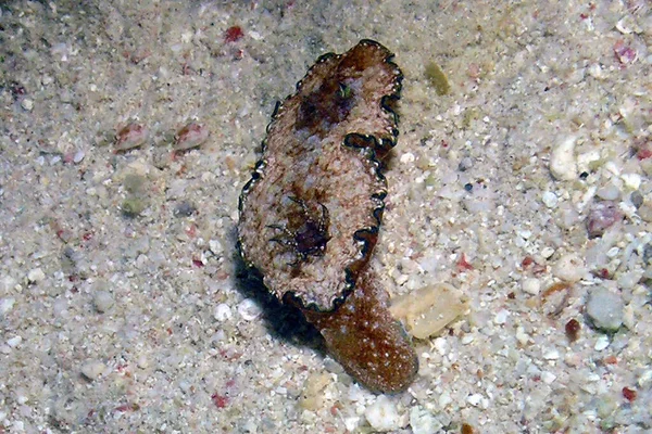 埃及红海中的一种软体动物 Glossodoris Andersonae — 图库照片