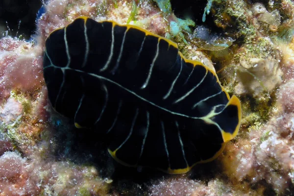 Verme Piatto Diviso Pseudoceros Dimidiatus Nel Mar Rosso — Foto Stock