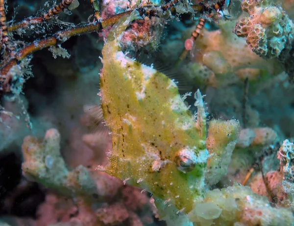 Ein Fuzzy Filefisch Paramonacanthus Nematophorus Roten Meer Ägypten — Stockfoto