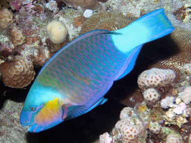 Kızıl Deniz 'de bir Rusty Parrotfish (Scarus ferrugineus), Mısır