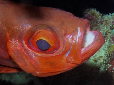 Kızıl Deniz, Mısır 'da Ay Gözü (Priacanthus hamrur)